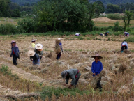 Sklizeň rýže v Thung Chang